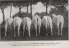 Vaches de race Chianino-maremmane