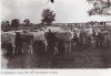 Vaches de race Maremmana, 1928