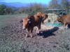 Vache Pontremolese