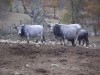 Vaches de race Maremmana