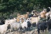Chèvres Corse